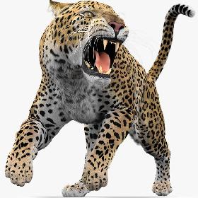 3D Leopard (Animated-Rigged-Fur) model